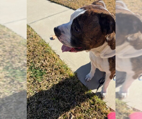 Medium Photo #2 Boxer Puppy For Sale in Austin, TX, USA