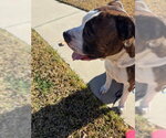 Small Photo #2 Boxer Puppy For Sale in Austin, TX, USA