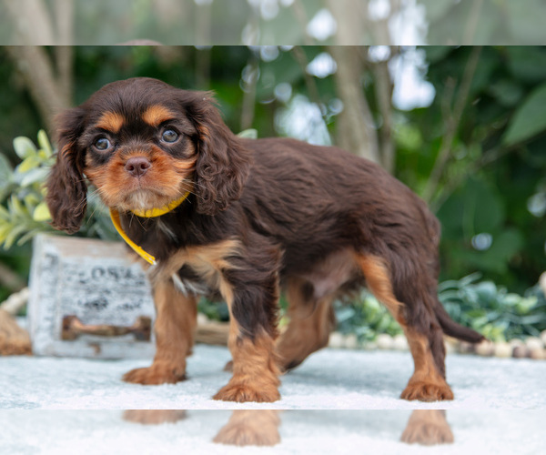 Medium Photo #24 Cavalier King Charles Spaniel Puppy For Sale in SALEM, IN, USA
