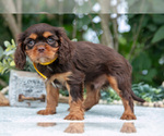 Small Photo #24 Cavalier King Charles Spaniel Puppy For Sale in SALEM, IN, USA