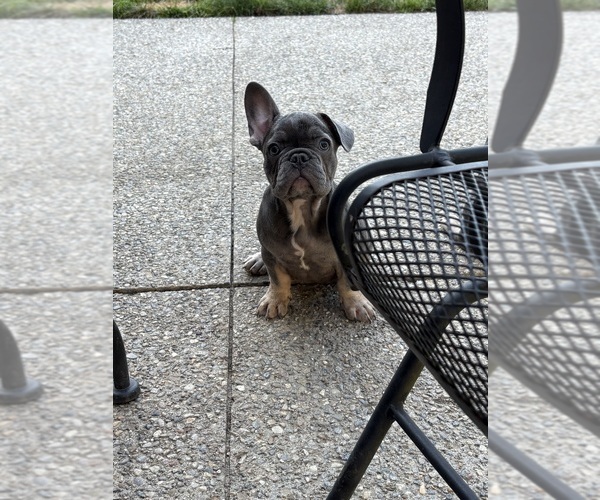 Medium Photo #1 French Bulldog Puppy For Sale in MANCHESTER, MI, USA