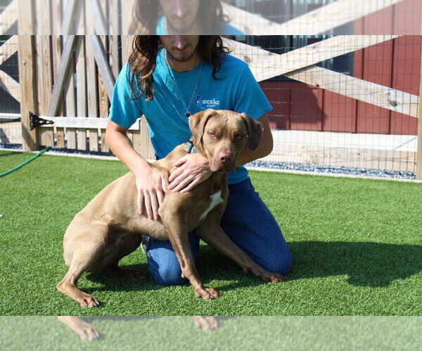 Medium Photo #3 Chocolate Labrador retriever-Unknown Mix Puppy For Sale in Chestertown, MD, USA