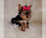 Small Photo #1 Yorkshire Terrier Puppy For Sale in OAK PARK, IL, USA