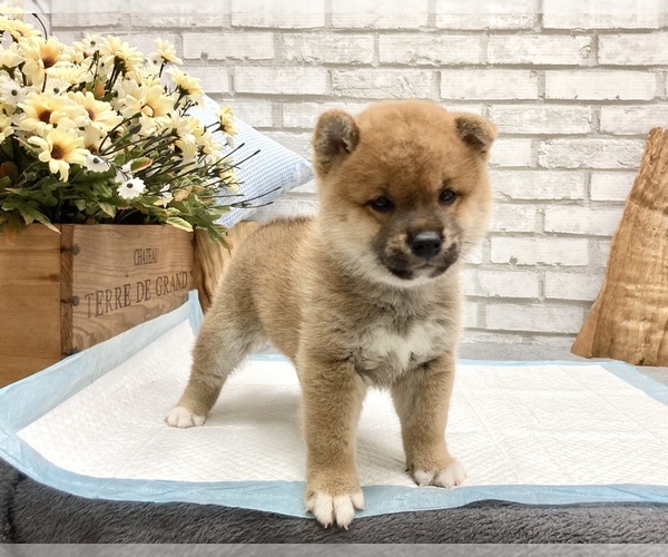 Medium Photo #9 Shiba Inu Puppy For Sale in MANHATTAN, NY, USA