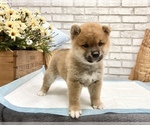 Small #8 Shiba Inu