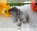 Small Photo #9 French Bulldog Puppy For Sale in BLACK WALNUT, MO, USA