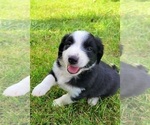 Puppy Chancey English Shepherd