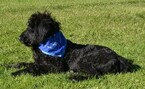 Small Photo #4 Labradoodle Puppy For Sale in CLE ELUM, WA, USA