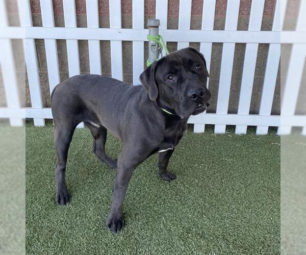 Medium Photo #1 Labrador Retriever-Unknown Mix Puppy For Sale in Modesto, CA, USA