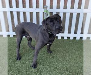 Labrador Retriever-Unknown Mix Dogs for adoption in Modesto, CA, USA