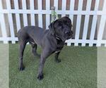 *ROCKY - Male Labrador Retriever-Unknown Mix Dog for Adoption - Small photo