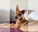 Small #20 Carolina Dog