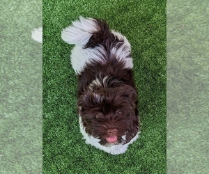 Havanese Puppy for sale in POST FALLS, ID, USA