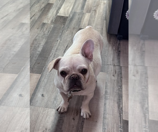 Medium Photo #1 French Bulldog Puppy For Sale in WEATHERFORD, TX, USA