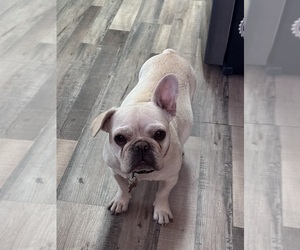 Mother of the French Bulldog puppies born on 09/11/2026
