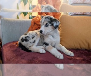 Australian Shepherd-Siberian Husky Mix Litter for sale in INDIANAPOLIS, IN, USA