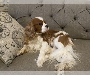Father of the Cavalier King Charles Spaniel puppies born on 09/09/2025