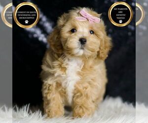 Maltipoo Puppy for sale in WARSAW, IN, USA