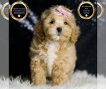 Small Maltipoo