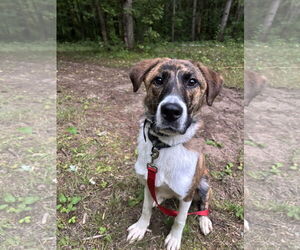 Anatolian Shepherd-Unknown Mix Dogs for adoption in Farmington, MN, USA