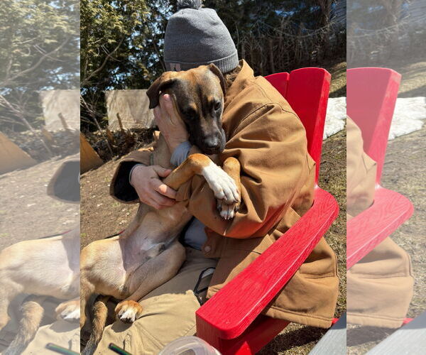 Medium Photo #4 Doberman Pinscher-Unknown Mix Puppy For Sale in Oro Medonte, Ontario, Canada