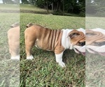 Puppy Darla Bulldog