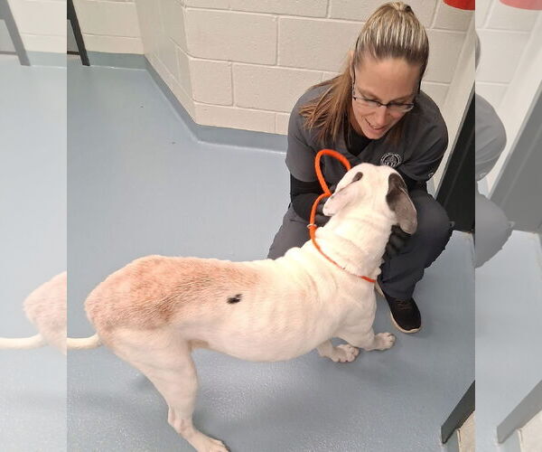 Medium Photo #4 Mutt Puppy For Sale in Hillsboro, NH, USA