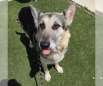 Small German Shepherd Dog Mix