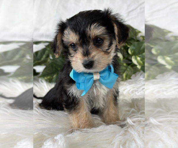 Medium Photo #8 Morkie Puppy For Sale in ROCK STREAM, NY, USA