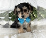 Small #7 Morkie