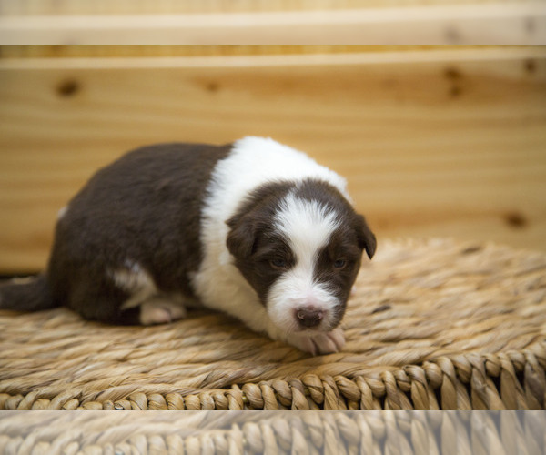 Medium Photo #2 Border Collie Puppy For Sale in LULA, GA, USA