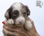 Small Photo #3 Aussiedoodle Puppy For Sale in ELLENBORO, NC, USA