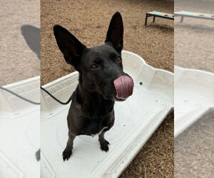 Holland Shepherd-Unknown Mix Dogs for adoption in Imlay City, MI, USA