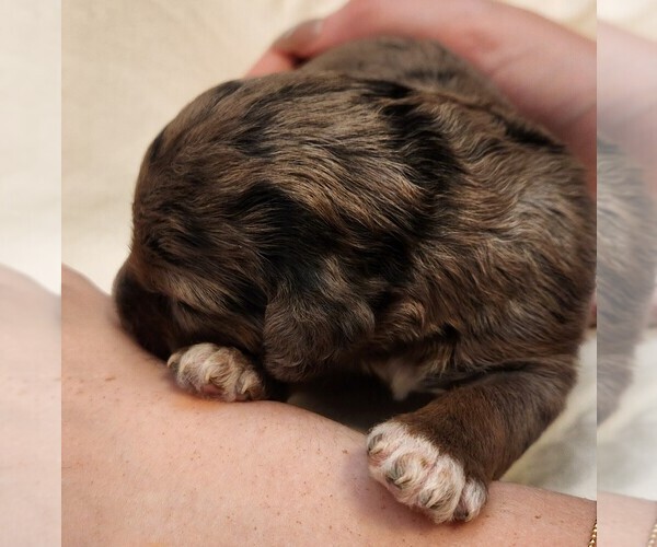 Medium Photo #3 F2 Aussiedoodle Puppy For Sale in COLUMBIA, TN, USA