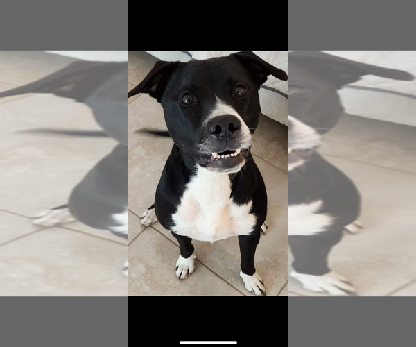 Medium Photo #3 Mutt Puppy For Sale in St. Augustine, FL, USA
