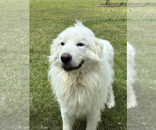 Medium Photo #1 Great Pyrenees-Unknown Mix Puppy For Sale in Yardley, PA, USA