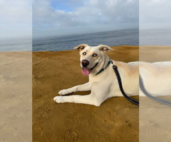 Medium Photo #1 Huskies -Labrador Retriever Mix Puppy For Sale in San Diego, CA, USA