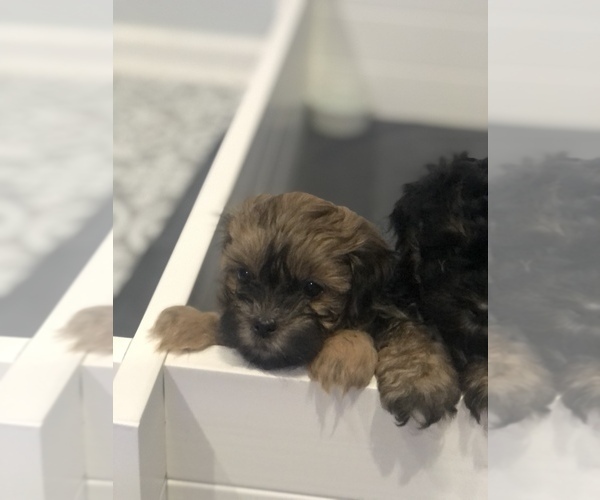 Medium Photo #3 Zuchon Puppy For Sale in VIRGINIA BEACH, VA, USA