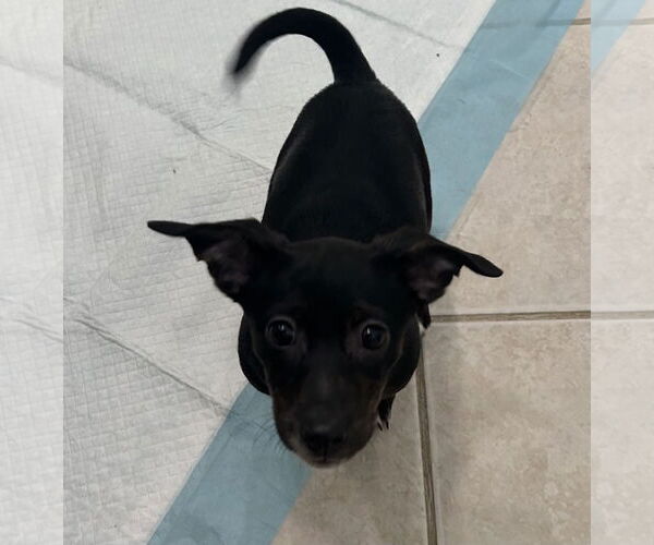 Medium Photo #4 Jack Chi Puppy For Sale in Stephens City, VA, USA