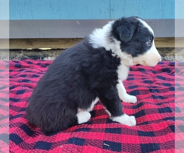 Medium Photo #135 Border Collie Puppy For Sale in NORBORNE, MO, USA