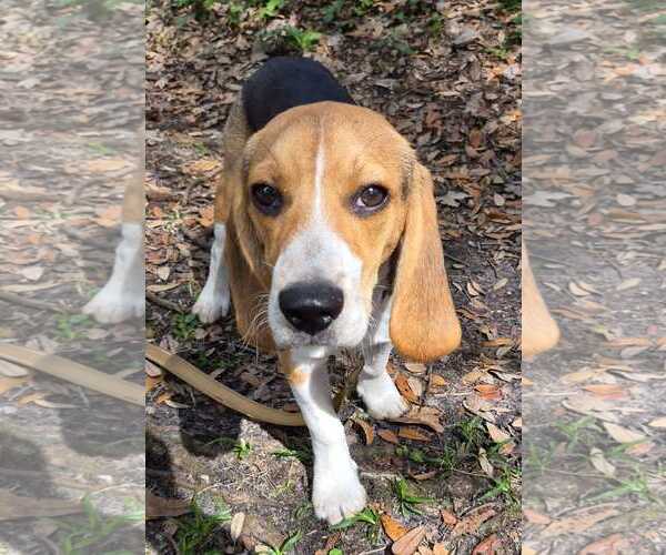 Medium Photo #4 Beagle Puppy For Sale in Dunnellon, FL, USA