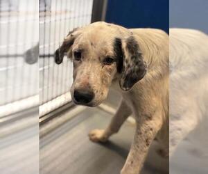 Labrador Retriever-Unknown Mix Dogs for adoption in Visalia, CA, USA