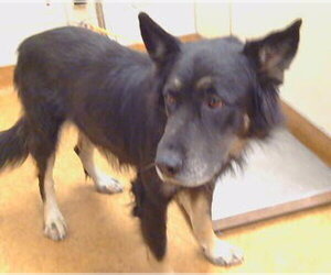 German Shepherd Dog-Unknown Mix Dogs for adoption in Sacramento, CA, USA