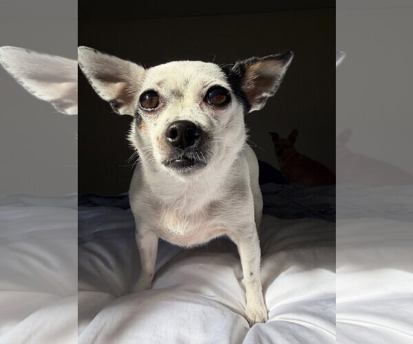 Medium Photo #11 Chihuahua-Unknown Mix Puppy For Sale in San Francisco, CA, USA