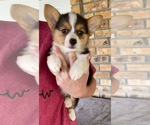 Puppy 3 Pembroke Welsh Corgi
