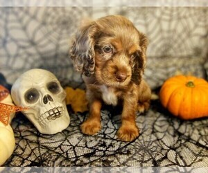 Cocker Spaniel Puppy for sale in PENSACOLA, FL, USA