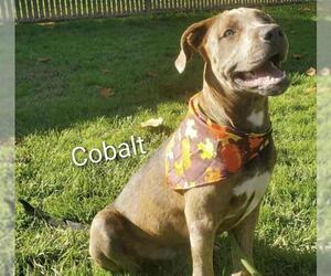 American Pit Bull Terrier Dogs for adoption in Placerville, CA, USA