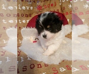 Malchi Puppy for sale in WOBURN, MA, USA