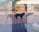 Small #4 Dachshund-Labrador Retriever Mix