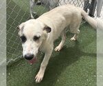 Small Great Pyrenees Mix